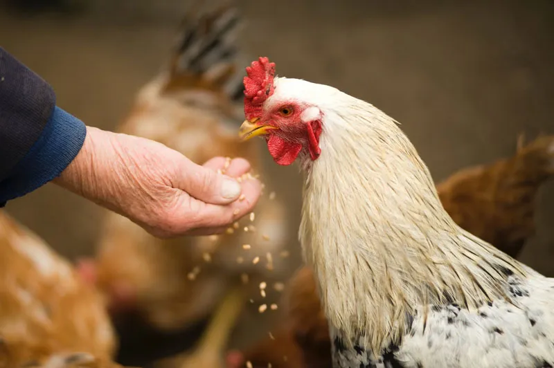 Clayton Steam generators used in the Animal Feed industry
